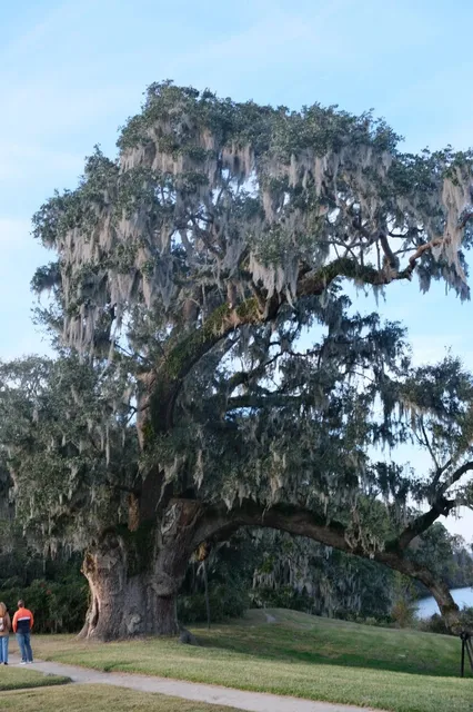 🌿 Charleston's "The Notebook" Inspired Day Trip