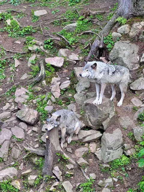 🇨🇦 Parc Omega — Get Up Close with Deer! 🦌🥕