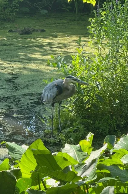 🌿 Beaver Marsh Trail | Where Wildlife Takes Center Stage