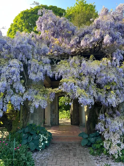 💜 Vancouver Wisteria Wonderland: A Dreamy Purple Escape! 🪻✨