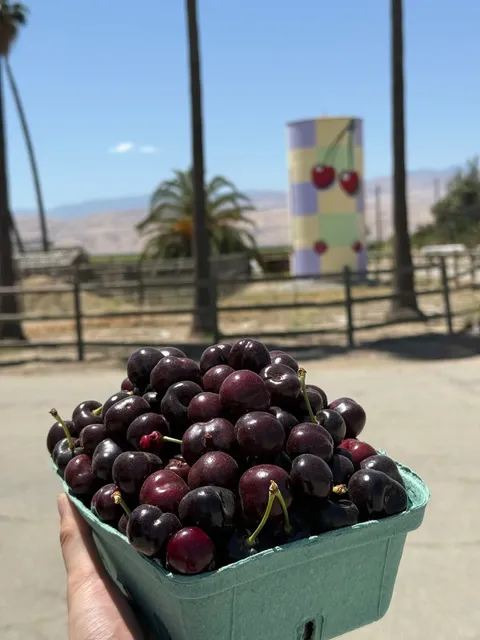 Cherry Picking Near Los Angeles: A Sweet Day Out at Murray Family Farm