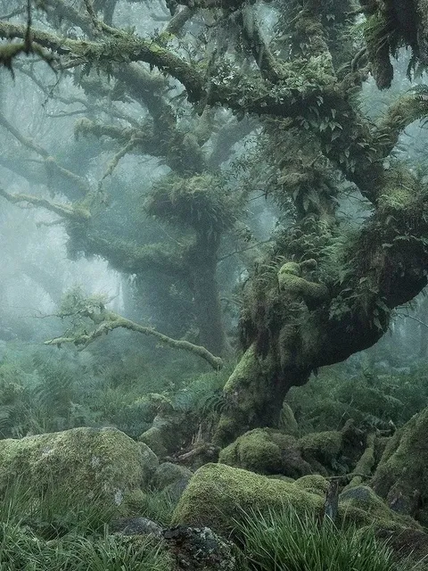 Lost in an Enchanted Forest Near London 🌳