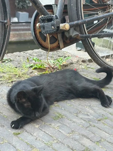 🇳🇱 Utrecht Day Trip Guide + Honest Tips