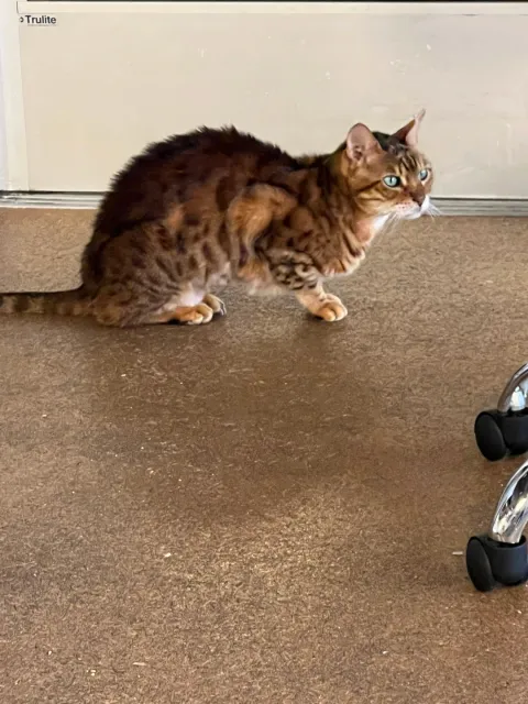 ☕ Great Coffee with Furry Friends – A Pawsitively Lovely Experience! 