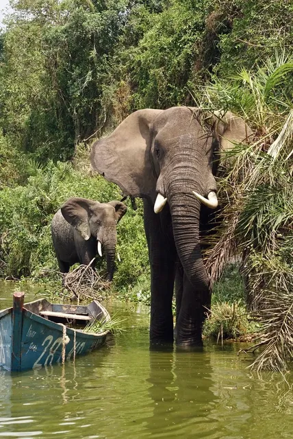 Queen Elizabeth NP Guide: Transport, Stay & Safari! 🦁⛺