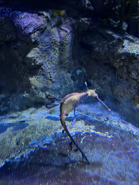 🐧 Birch Aquarium in San Diego | Meet the Blue Penguins! 🐧💙