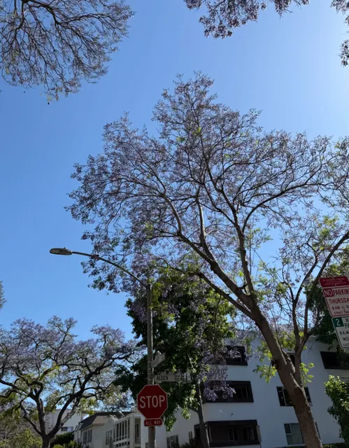 🌇 LA Summer Fragments | A Love Letter in Disguise