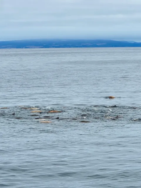 Whale Watching in Monterey! 🐋✨