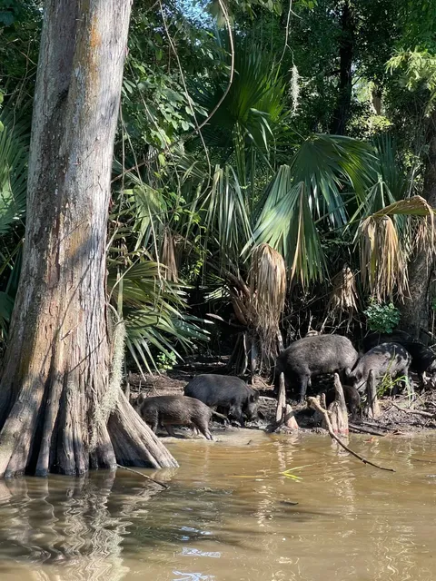 New Orleans Food Guide 🍴
