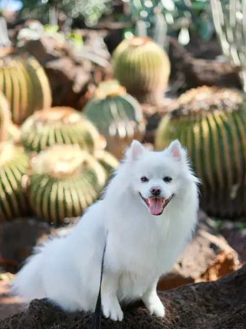 Hawaii Oahu 🌺 | A Hidden Gem Cactus Garden in the City 🌵