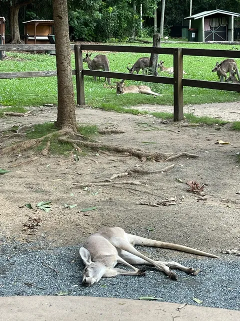 Rockhampton Adventures: Where Beef Meets Wildlife 