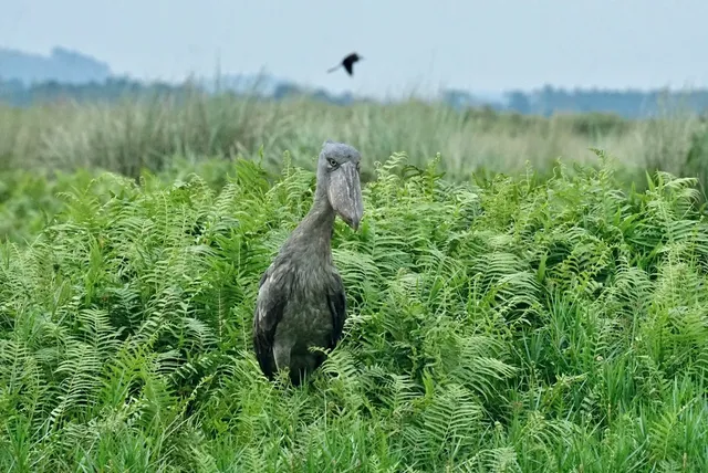 Kampala 🇺🇬 | How to Spot the Goofy Shoebill Stork (2 Methods!)