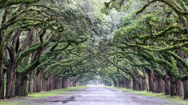 Savannah Must-Visit Spots & Photo Guide!