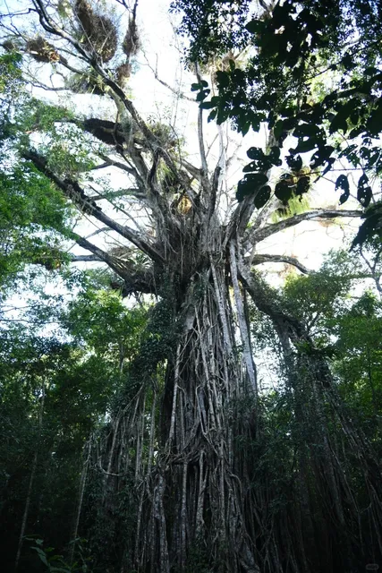 🇦🇺 16/08/2024 Exploring Nature's Nighttime Wonders