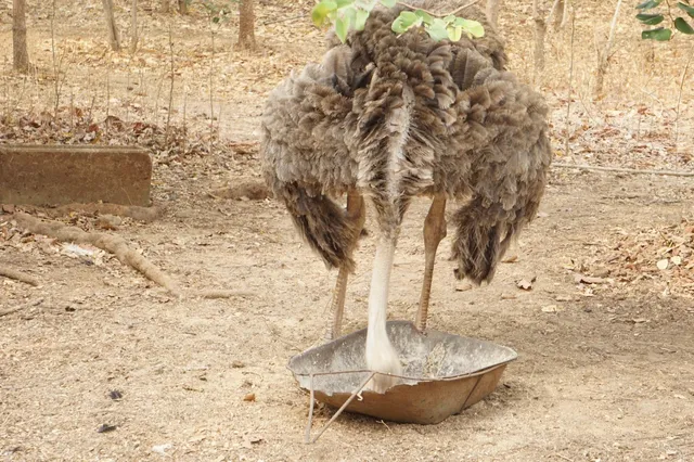  The Quirky Charm of Nigeria's National Zoo 🦓✨
