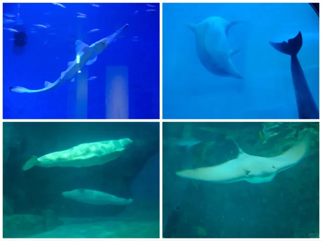 Nagoya Port Aquarium 🌊