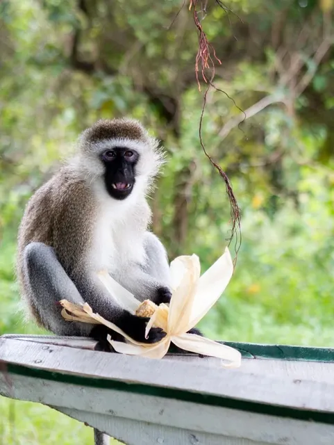 Rwanda Travel Guide: Eat, Drink & Explore 🇷🇼