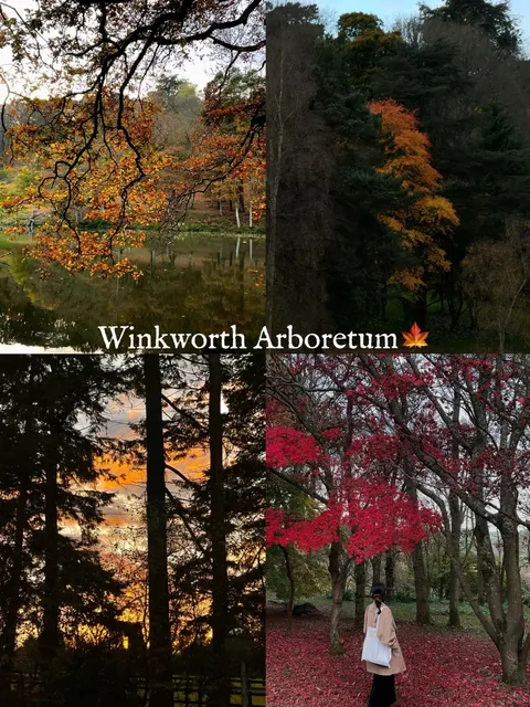Winkworth Arboretum’s Final Autumn Spectacle 🍁 Full Record