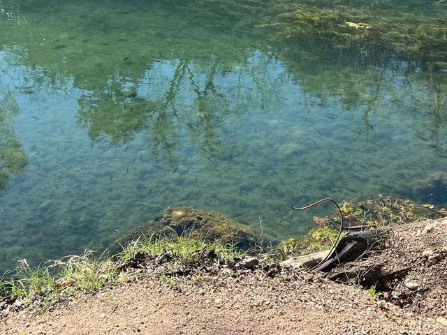 🇺🇸 Austin Park Review (7)｜A Birder’s Hidden Gem