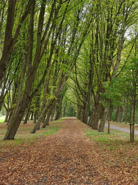 🌳 Amsterdam Forest Park 