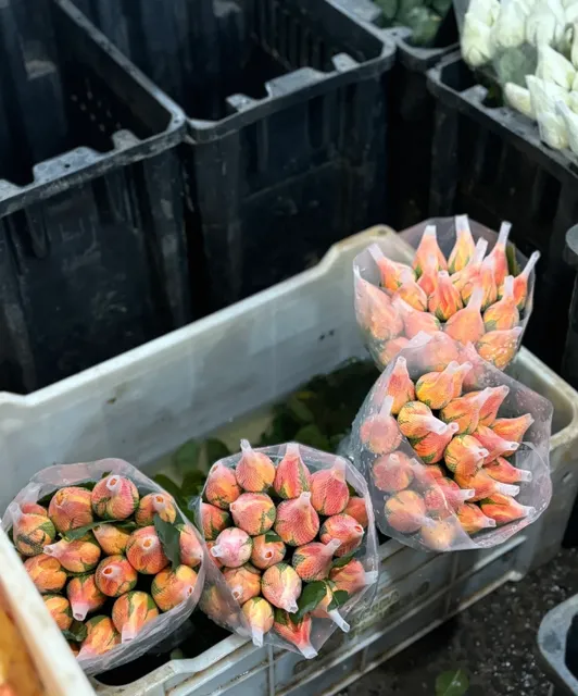 Sao Paulo 🇧🇷 Flower Market | Candlelit Night Tour of the Plant World