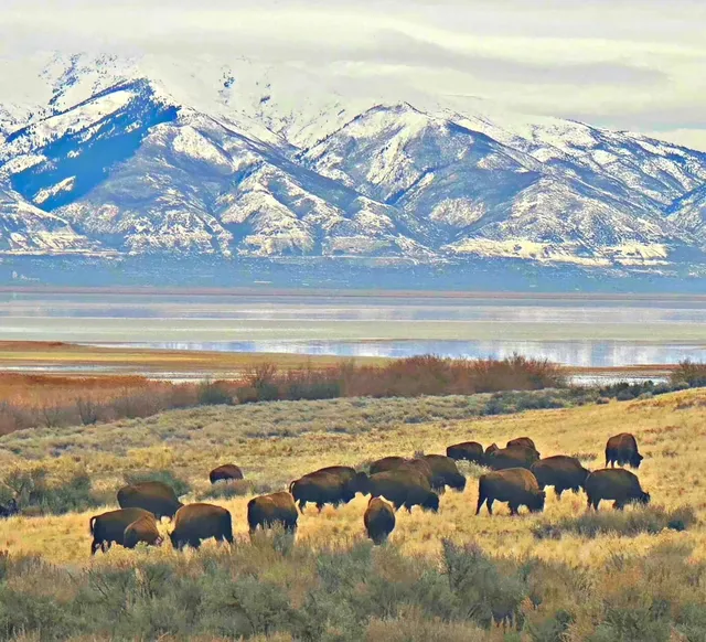 🦬 Antelope Island: Utah’s Wild, Salty Playground 🌊