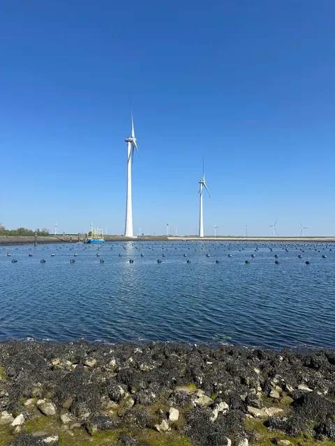 🌊 Zeeland Oyster Foraging Guide | Grevelingen, Netherlands