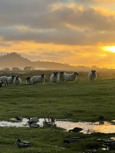 Bay Area Magical Restaurant! The View Is So Healing! 🌊🐑✨