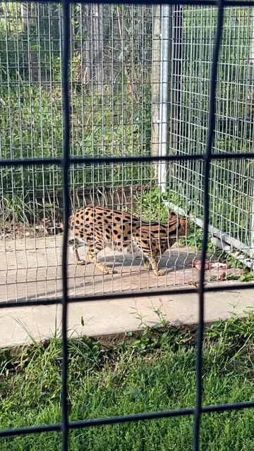 Big Cat Rescue near Madison 🐅