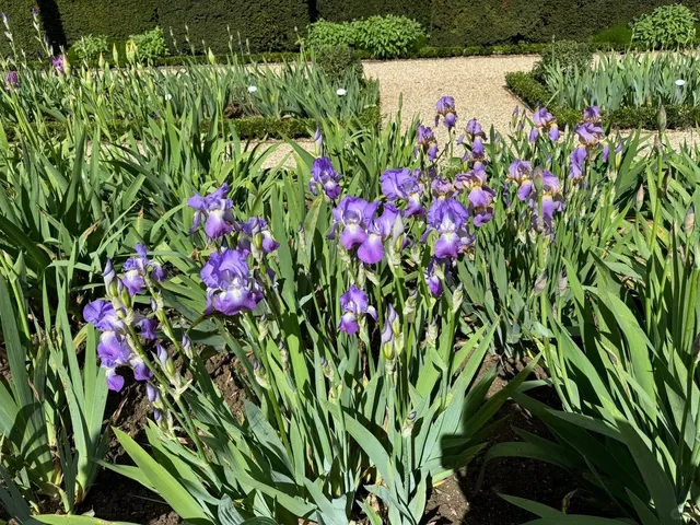 Bois de Boulogne: Paris' Secret Garden of Whimsy 🌿🦚