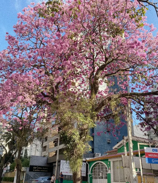 Brazil 🇧🇷 Travel | Come to Sao Paulo, this town must go!