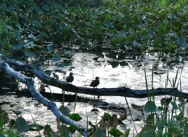 🦫 Beaver Marsh | A Wildlife Wonderland in Cuyahoga Valley