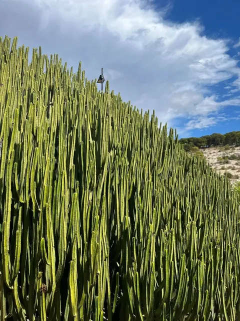 Cagliari Botanical Garden | A Mediterranean Oasis of Chill
