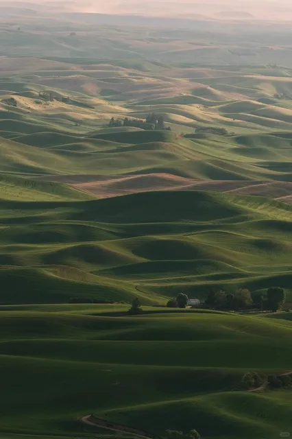 Seattle Palouse Wheat Fields