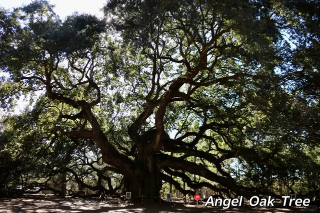 South Carolina 🎞️ | Charleston Photo Spots Guide 📸