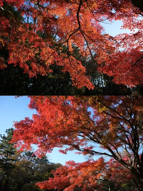 Tokyo Travel 🌟✨