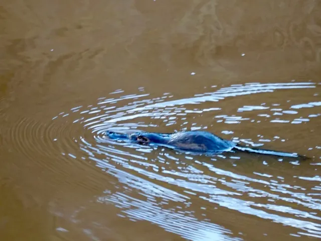 🇦🇺 Tasmania Road Trip Day 26: Platypus Hunting & Prison Steaks!