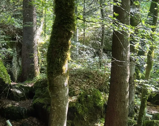 Switzerland's Blue Gem | Blausee Nature Park