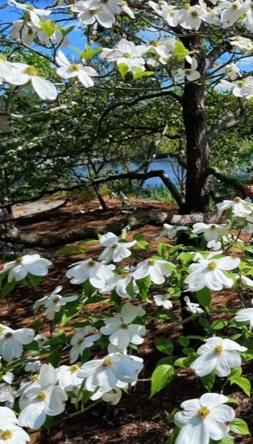 🌸 Lewis Ginter Botanical Garden | A Bloomin' Oasis in Richmond