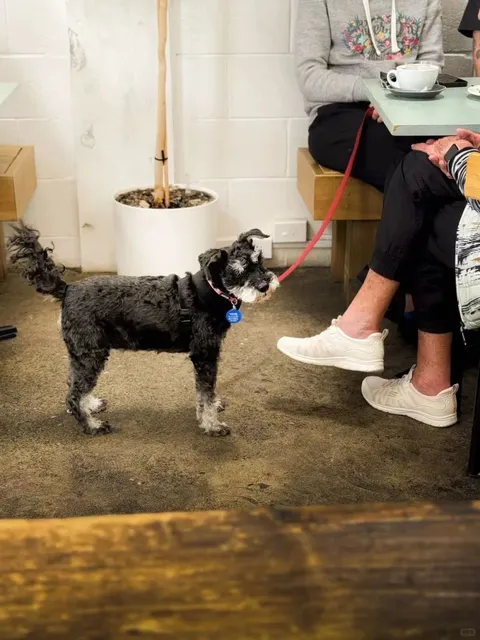 🌿🌞 A Hidden Gem Café in Devonport Town