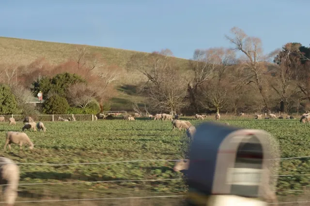 🗃️ Ultimate Guide: South Island NZ Road Trip (With Doggo!)