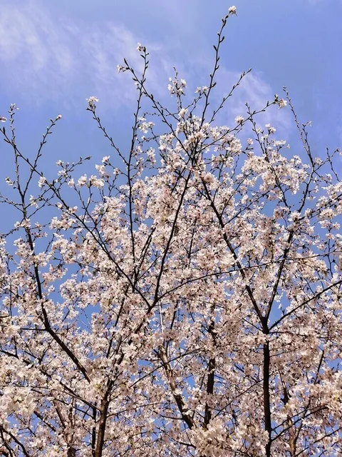 🌸 Spring Has Bloomed in Bakersfield, Southern California!