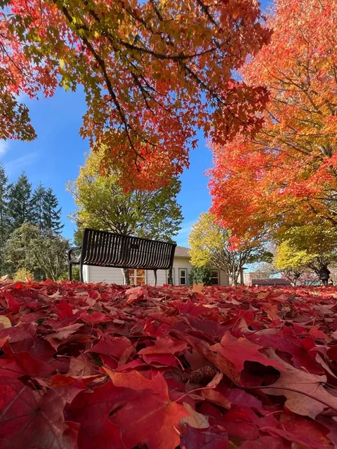 Seattle | A Serene Autumn Escape in Issaquah