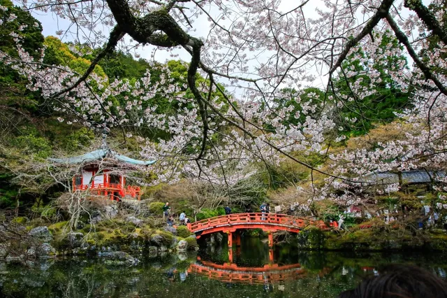 Best Time to Visit Daigo-ji for Cherry Blossoms 🌸