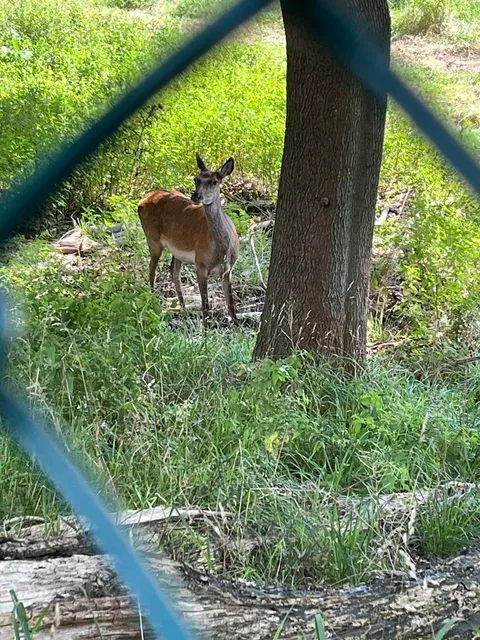 🌲 Grunewald Forest – Berlin‘s Green Escape 🚶‍♀️🌿