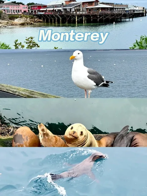 🏖️ Monterey Hidden Gem: Super Close Sea Lion Spot! 🦭