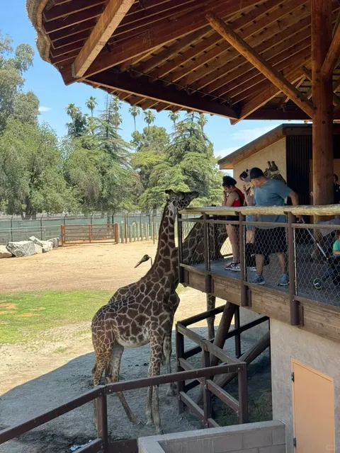 Fresno Chaffee Zoo 🐘🦒