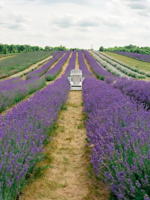 Toronto's Provence: Best Lavender Farms Near the City