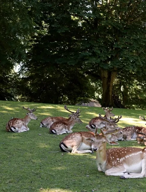 Denmark | Aarhus Deer Park