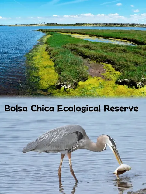 Bolsa Chica Ecological Reserve 🌿🕊️  